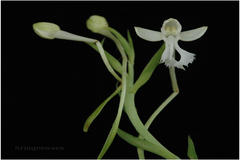 Habenaria longicornu